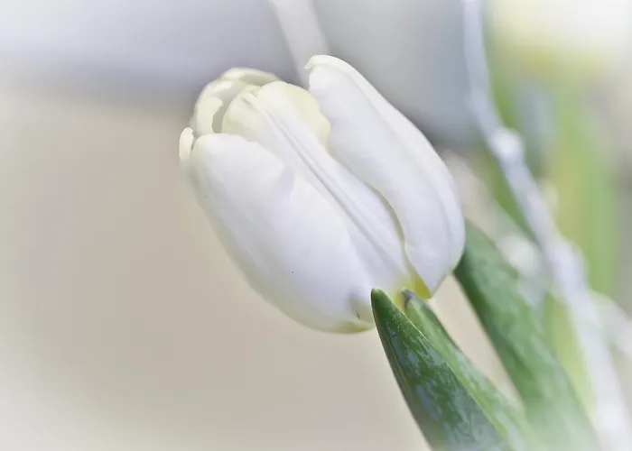 Calligaris 3* Dobrovo